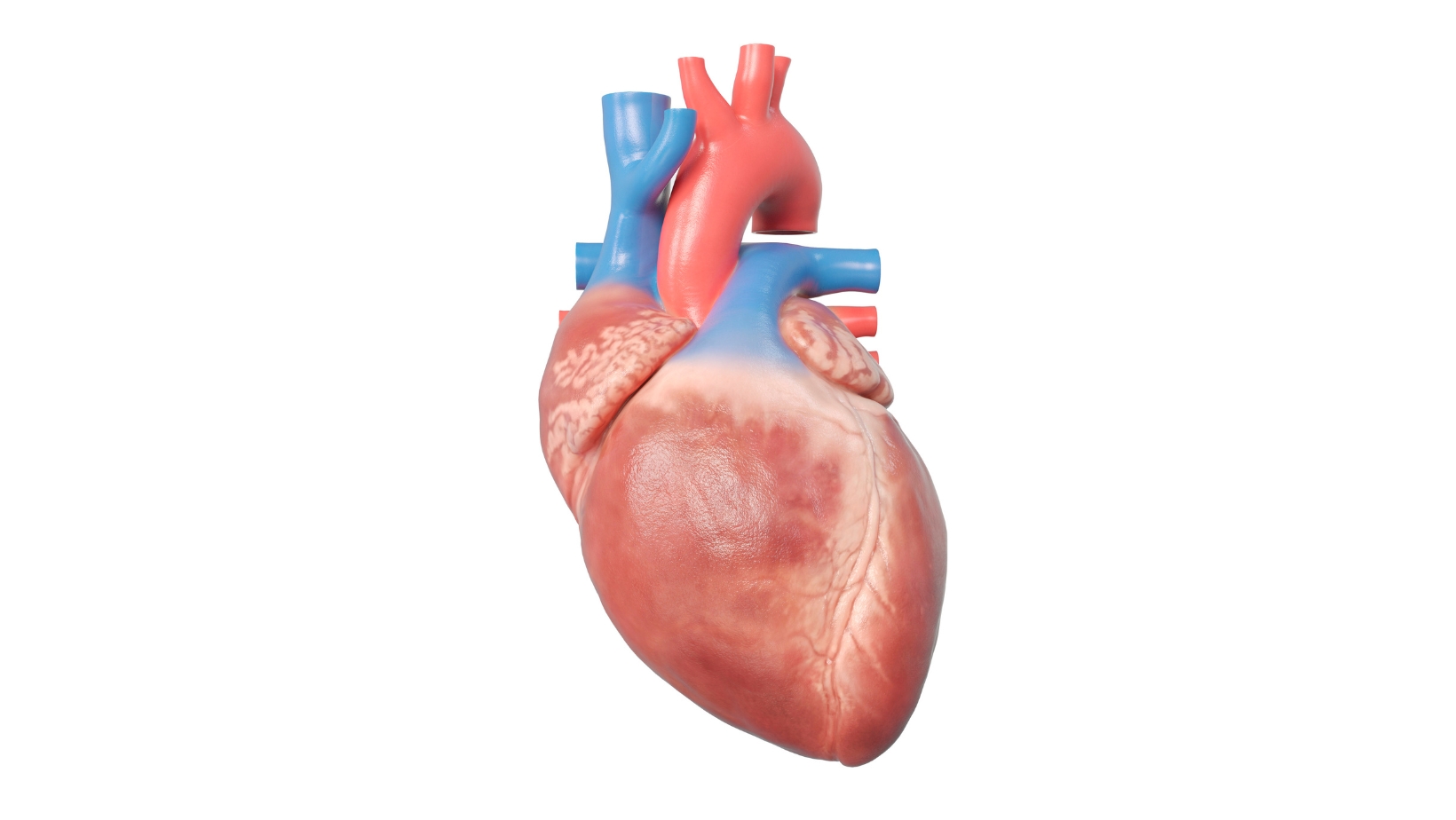 Cardiac Muscles